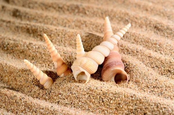 Sea shell on the sandy beach — Stock Photo, Image