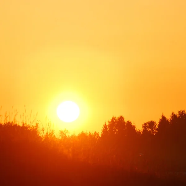 Madrugada naranja claro amanecer en el bosque en verano — Foto de Stock