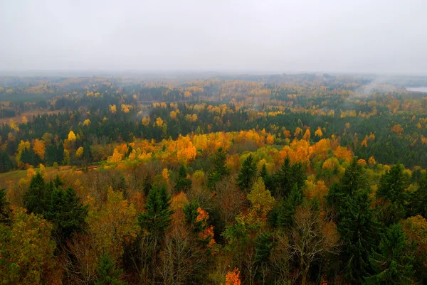 Лісові пагорби вкриті туманом восени — стокове фото
