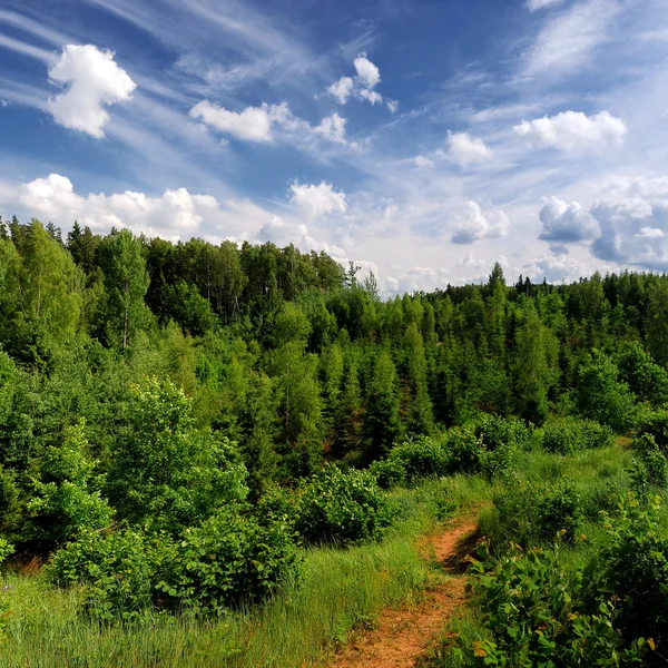 ラトビアの丘の上の森林 — ストック写真