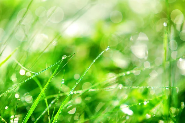 Зелена трава Закри — стокове фото