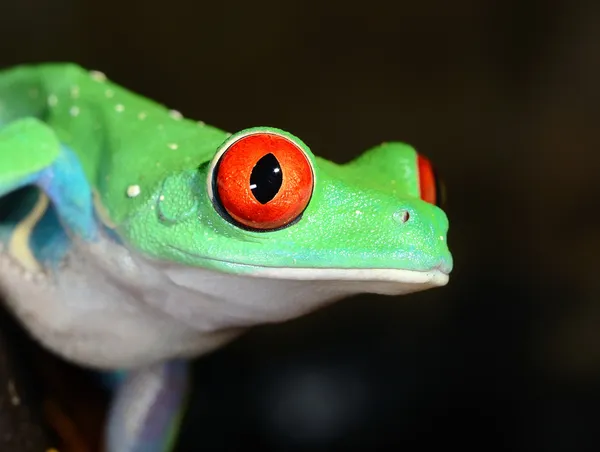 在陆地培养红眼树蛙 agalychnis callidryas — 图库照片