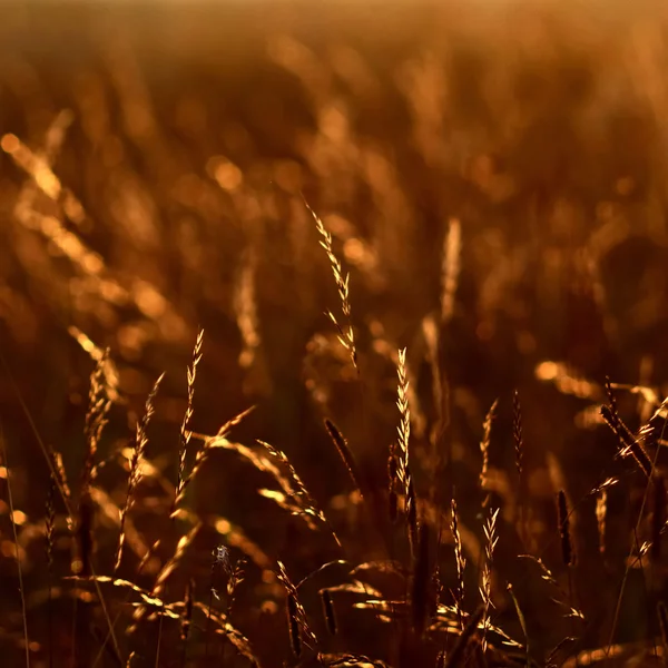 Sonnenuntergang Gras — Stockfoto