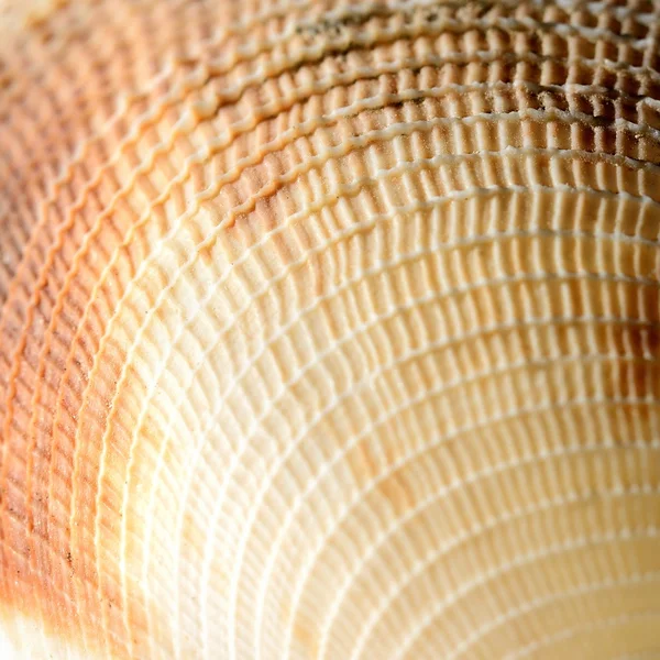 Sea shell close-up — Stock Photo, Image