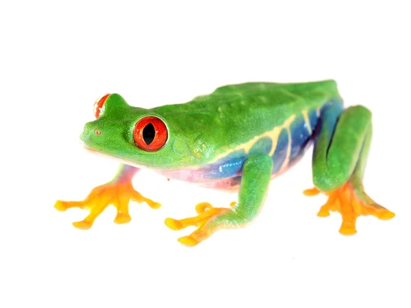 Sapo-de-olho-vermelho Agalychnis callidryas isolado em branco — Fotografia de Stock