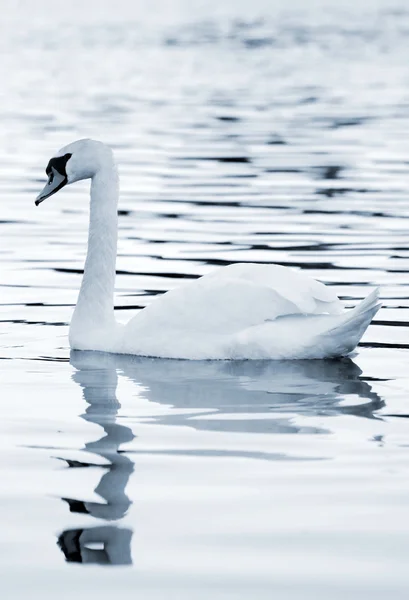 Cisne blanco — Foto de Stock