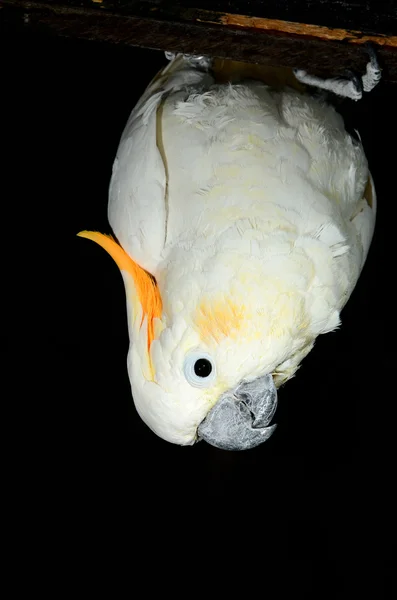 Белый попугай на черном фоне — стоковое фото