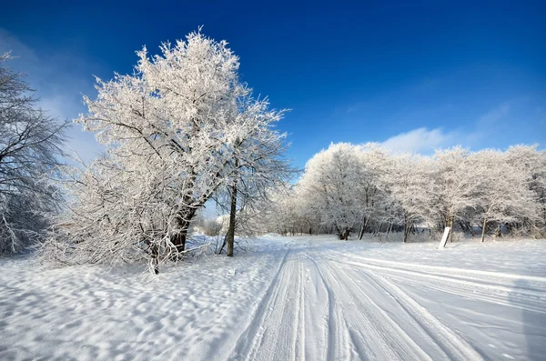 Estrada e geada em árvores no inverno — Fotografia de Stock