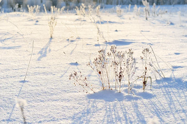 Jíní na rostliny v zimě — Stock fotografie