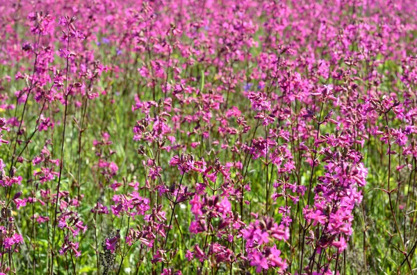 Blumenfeld aus nächster Nähe — Stockfoto