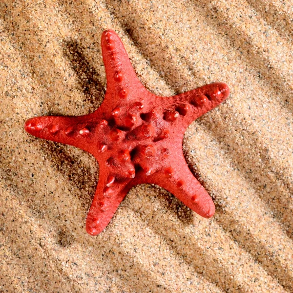 Sea star on the sandy beach