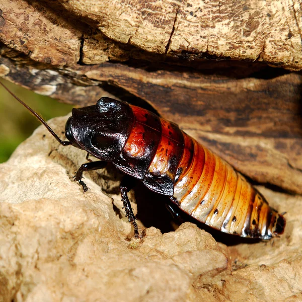 Madagaskarze, syczenia karaluch (Gromphadorhina portentosa) — Zdjęcie stockowe