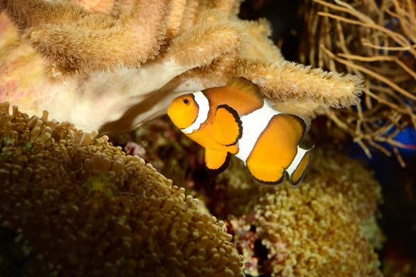 Clownfish in marine aquarium — Stock Photo, Image