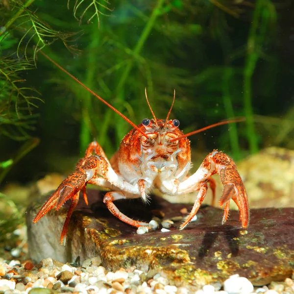 Narrow-clawed crayfish Astacus leptodactylus in nature — Zdjęcie stockowe