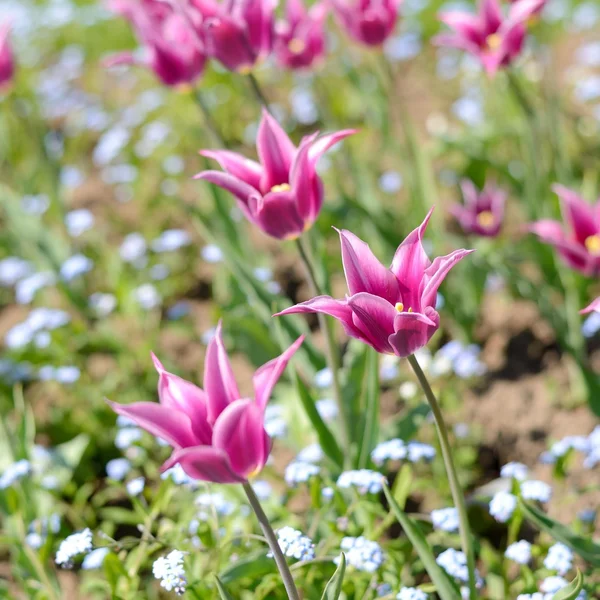 Tulipani in primavera — Foto Stock