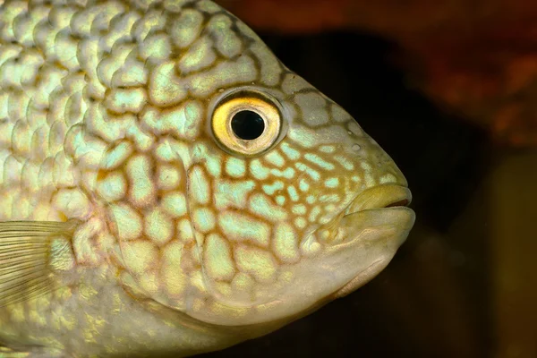 Exotic fish in aquarium — Stock Photo, Image