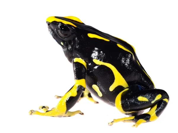 Sarı boya üzerine beyaz izole kurbağa dendrobates tinctorius allanis dart — Stok fotoğraf
