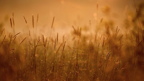 Grass in the morning fog abstractly blured background. Shallow depth of field