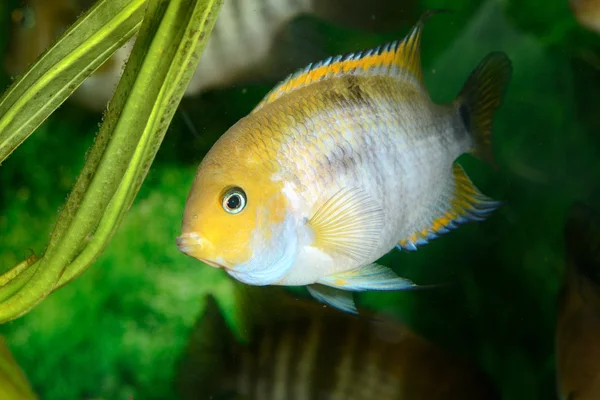 Amphilophus sajica vis in het aquarium — Stockfoto