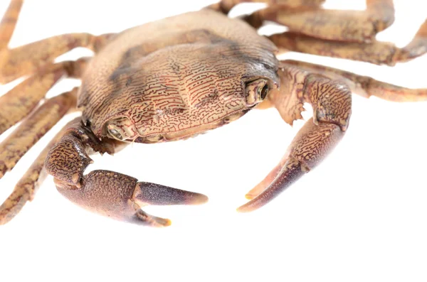 River crab potamon isolared on white — Stock Photo, Image