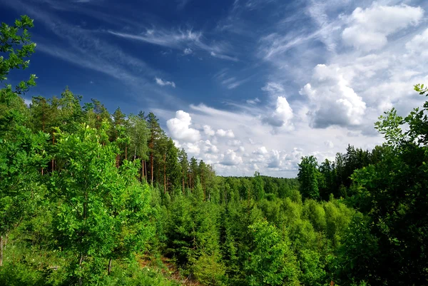 Skog på kullarna i Lettland. brett Visa. — Stockfoto