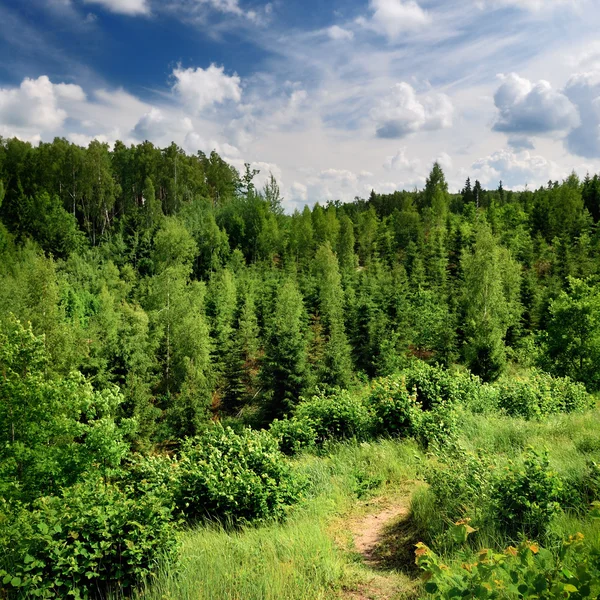 Colinas cubiertas de bosque — Foto de Stock