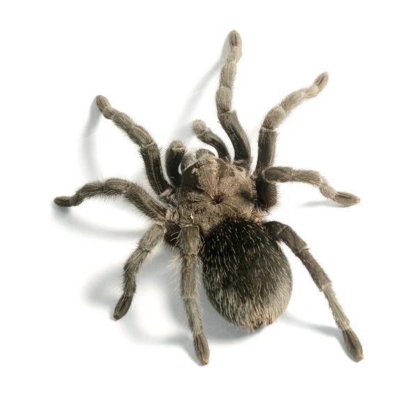 Zwarte tarantula grammostola pulchra geïsoleerd — Stockfoto