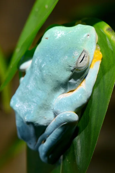Цветная синяя лягушка в террариуме — стоковое фото