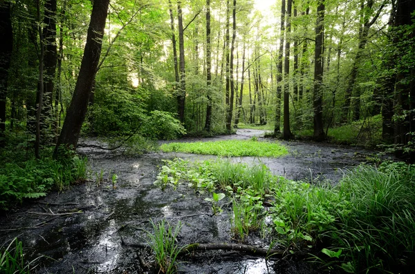 Forest swamp scene — Stock Photo, Image
