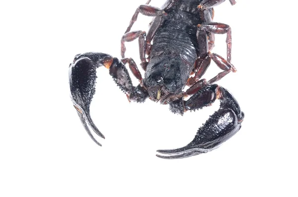 Scorpion (Heterometrus) izolované na bílém — Stock fotografie