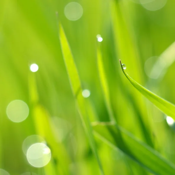 Свіжа зелена трава з краплями води крупним планом — стокове фото