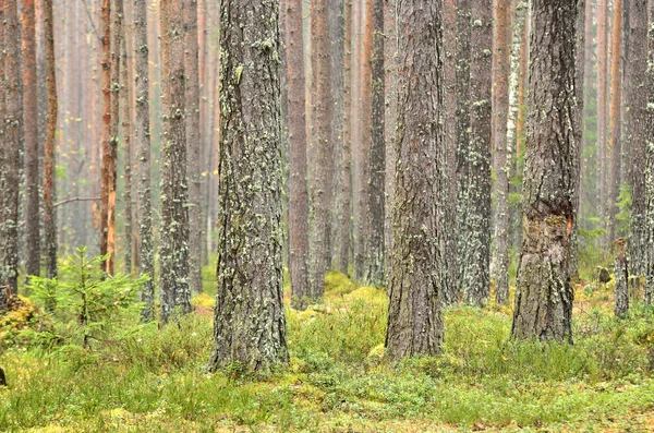 Ciemna scena lasu sosnowego — Zdjęcie stockowe