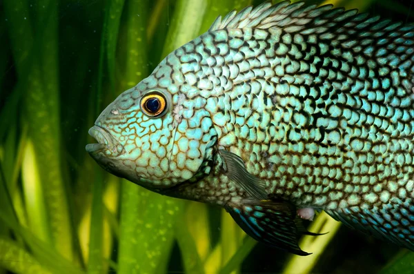 Tropical fish in aquarium — Stock Photo, Image