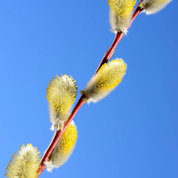 Blooming willow twig close-up against blue sky — Stock Photo, Image