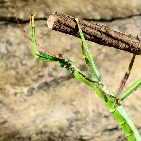 Stick insecto en terrario — Foto de Stock