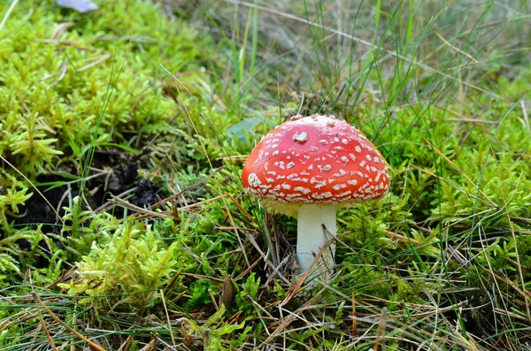 Cogumelo agárico. toadstool na floresta — Fotografia de Stock