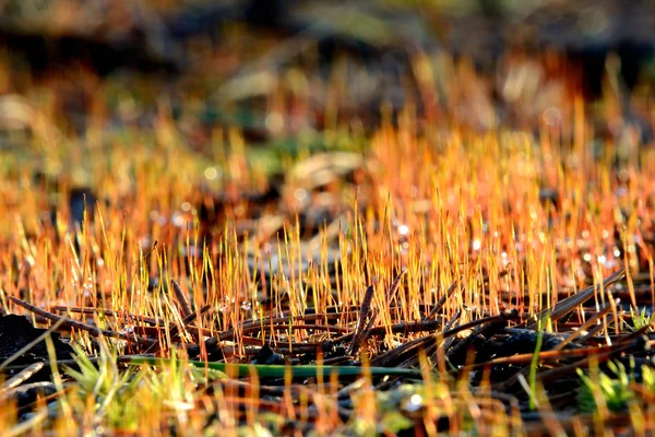 Colorful red moss spores close-up in the forest — Stock Photo, Image