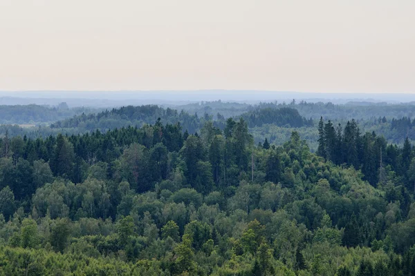 Forest heuvels bedekt met mist — Stockfoto