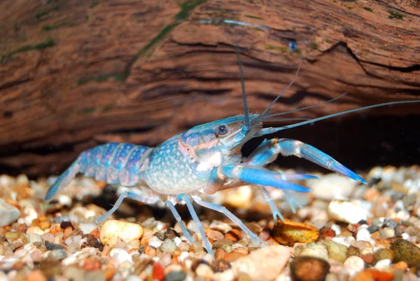 Colorido cangrejo de río azul australiano - cherax quadricarinatus en acuario —  Fotos de Stock