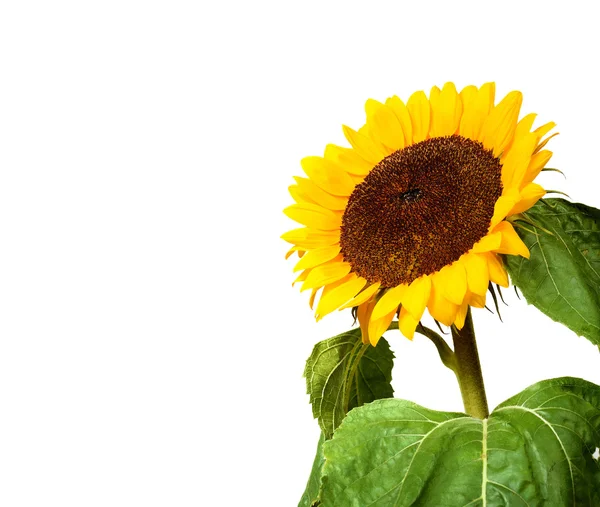 Tournesol isolé sur blanc avec copyspace — Photo