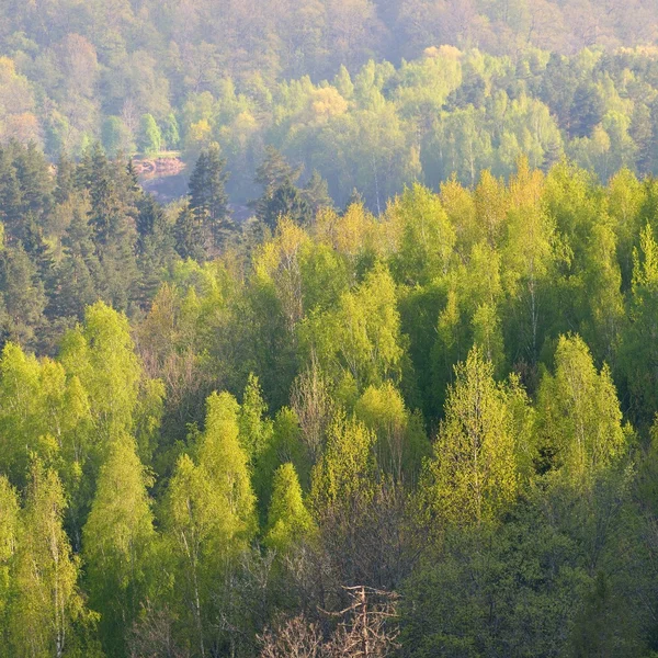 View on Gauja valley in spring in Sigulda, Latvia — Stock Photo, Image
