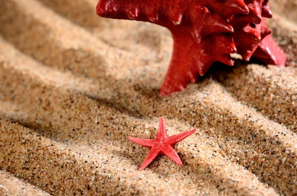 Two sea stars on the sandy beach — Stock Photo, Image