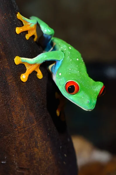 Rana árbol de ojos rojos Agalychnis callidryas en terrario — Foto de Stock