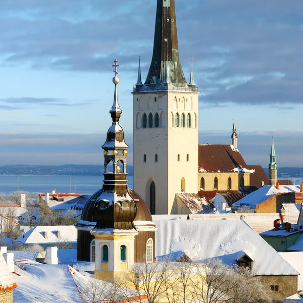 Tallinnan kaupunki. Virossa. Lumi puissa talvella — kuvapankkivalokuva