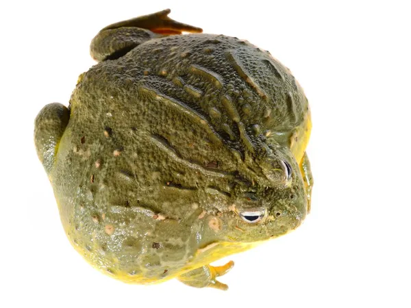 O sapo-touro-africano Pyxicephalus adspersus isolado em branco — Fotografia de Stock