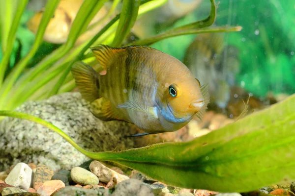 Цикласома риби в акваріумі — стокове фото