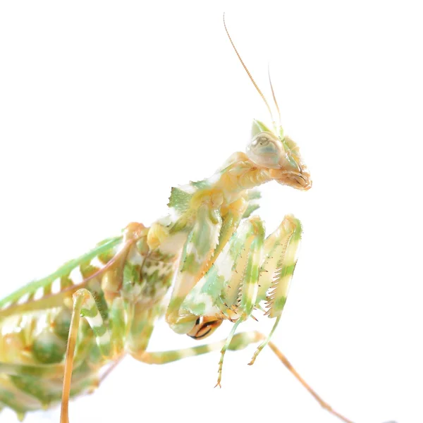 Praying mantis blepharopsis mendica geïsoleerd — Stockfoto