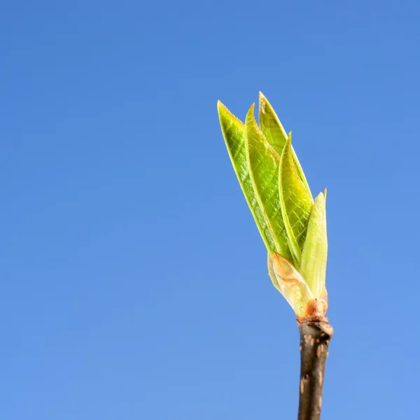 Brote de árbol verde primer plano contra el cielo azul en primavera —  Fotos de Stock