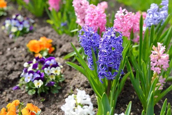Hyacint blommor nÃ ¤ra i trÃ ¤dgÃ ¥rden — Stockfoto