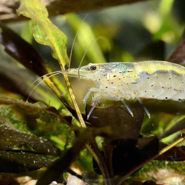 Exotische Süßwassergarnelen im Aquarium — Stockfoto